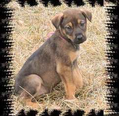 Doberman Pinscher-German Shepherd Dog Mix Puppy for sale in UNION BRIDGE, MD, USA