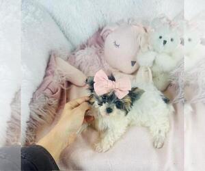 Medium Yorkshire Terrier