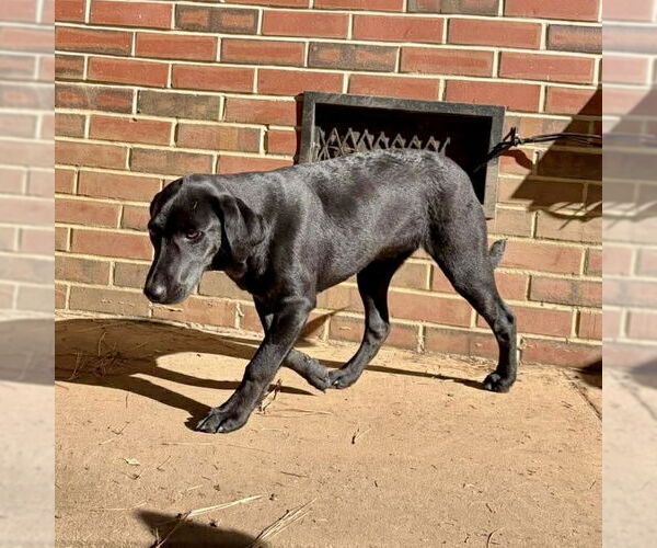 Medium Photo #3 Labrador Retriever-Unknown Mix Puppy For Sale in Spring Lake, NC, USA