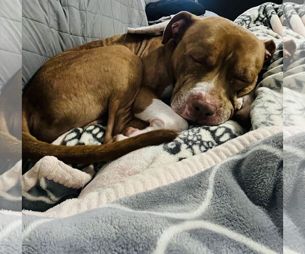 Medium Photo #21 Staffordshire Bull Terrier-Unknown Mix Puppy For Sale in Princeton, MN, USA