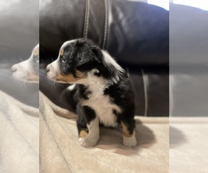 Australian Shepherd Puppy for sale in DRUMMONDS, TN, USA