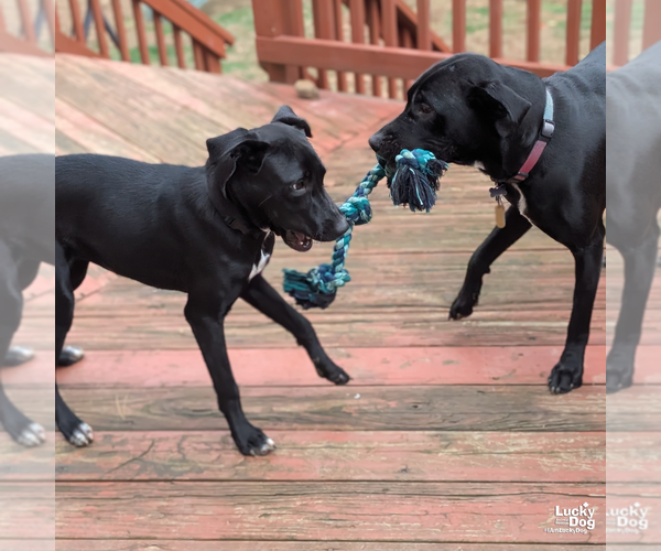 Medium Photo #7 Labrador Retriever-Unknown Mix Puppy For Sale in Washington, DC, USA