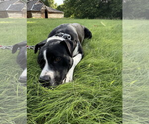Buckwheat - Male Mutt Dog for Adoption - Photo #5