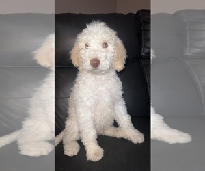 Poodle (Standard) Puppy for sale in BEAVER FALLS, PA, USA