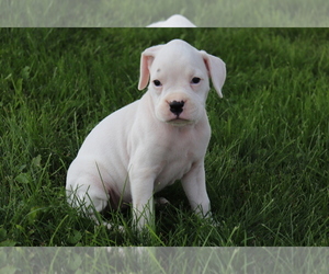 Boxer Puppy for sale in SHILOH, OH, USA