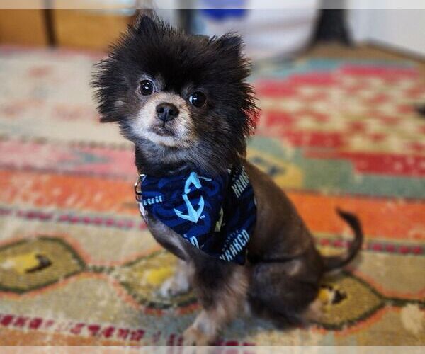 Medium Photo #2 Pomeranian Puppy For Sale in Seattle, WA, USA