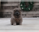Small Photo #2 Chow Chow Puppy For Sale in HONEY BROOK, PA, USA
