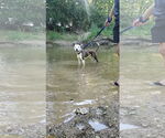 Small #2 American Pit Bull Terrier Mix