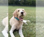 Small Photo #4 Labradoodle Puppy For Sale in Arlington, VA, USA
