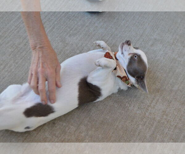 Medium Photo #2 Chihuahua-Unknown Mix Puppy For Sale in McKinney, TX, USA