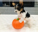 Puppy Puppy 4 Yorkshire Terrier