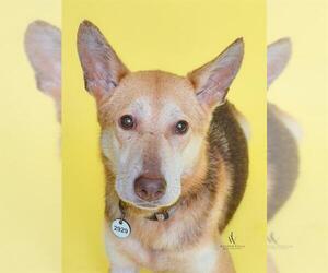 Medium German Shepherd Dog Mix