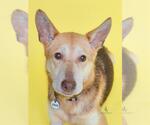 Small German Shepherd Dog Mix
