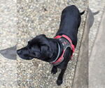 Small #2 Labrador Retriever Mix