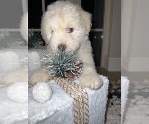 Poodle (Miniature)-Samoyed Mix Puppy for sale in CUTLER BAY, FL, USA