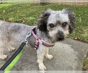 Poodle (Standard)-Unknown Mix Dogs for adoption in Fremont, CA, USA