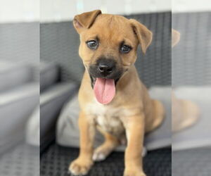 Labrador Retriever-Mountain Cur Mix Dog for Adoption in Royal Palm Beach, Florida USA