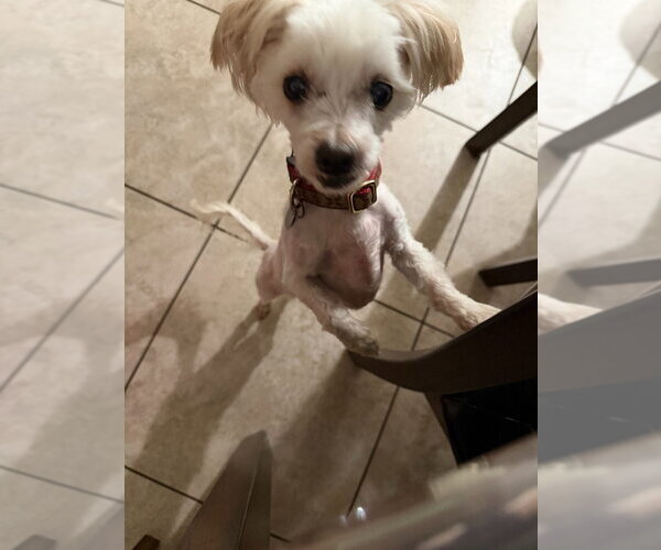 Medium Photo #2 Maltese-Unknown Mix Puppy For Sale in Salt Lake City, UT, USA