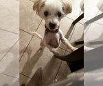 Small #1 Maltese Mix