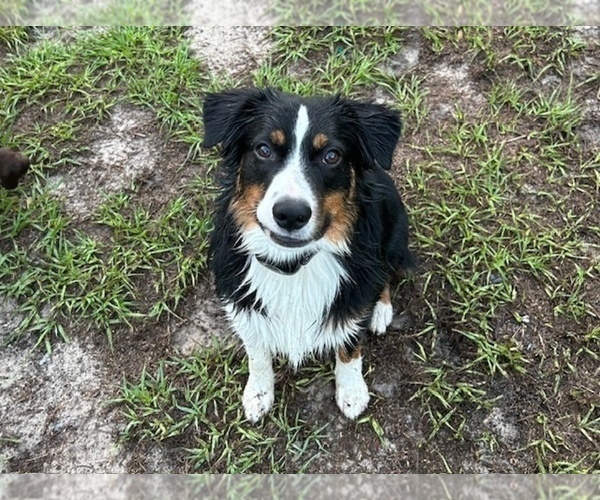 Medium Photo #1 Australian Shepherd Puppy For Sale in WEBSTER, FL, USA