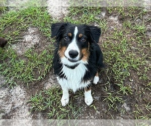 Father of the Australian Shepherd puppies born on 04/10/2025