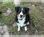 Small Photo #1 Australian Shepherd Puppy For Sale in WEBSTER, FL, USA