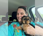 Small #3 Yorkshire Terrier
