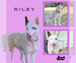 Australian Shepherd-Unknown Mix Dogs for adoption in Lindsay, CA, USA