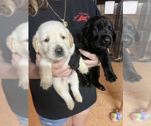 Labrador Retriever Puppy for sale in FORT MC COY, FL, USA