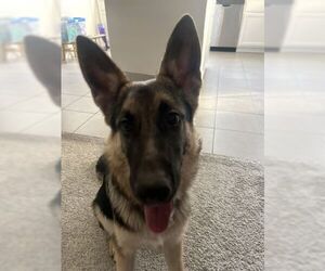 German Shepherd Dog Dogs for adoption in Cupertino, CA, USA