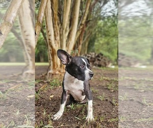 Tess - Female Boston Terrier-Unknown Mix Dog for Adoption - Photo #5