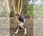 Small Photo #5 Boston Terrier-Unknown Mix Puppy For Sale in Wakefield, RI, USA