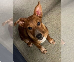 Red Heeler-Unknown Mix Dogs for adoption in Sterling, MA, USA
