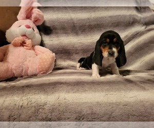 Basset Hound Puppy for sale in CLAREMORE, OK, USA