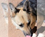 Small Photo #5 German Shepherd Dog-Unknown Mix Puppy For Sale in Cedar Crest, NM, USA
