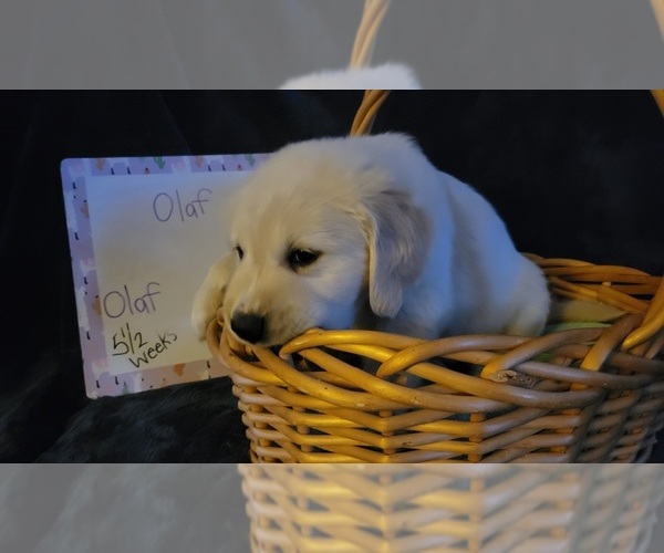 Medium Photo #23 Golden Retriever Puppy For Sale in VOORHEES, NJ, USA