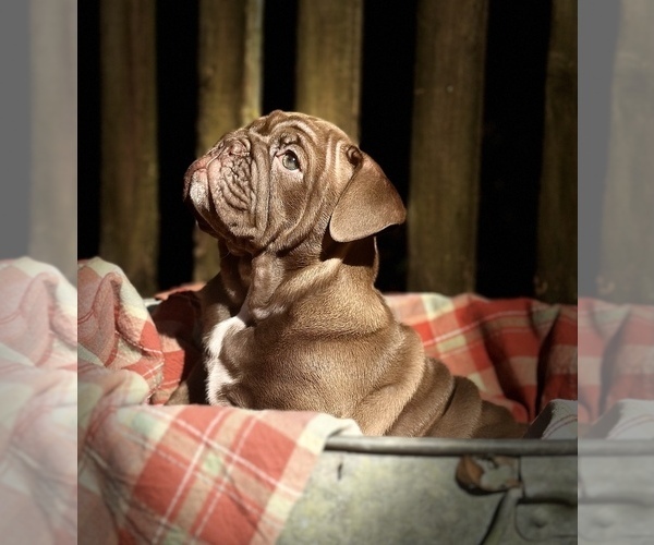 Full screen Photo #3 Bulldog Puppy For Sale in FORT WHITE, FL, USA