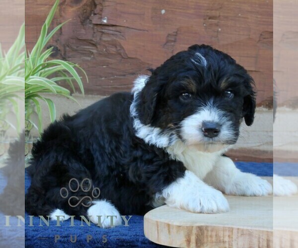 Medium Photo #4 Bernedoodle (Miniature) (+ Poodle Miniature) Puppy For Sale in NARVON, PA, USA
