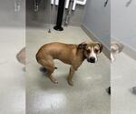 *DANI - Female Labrador Retriever-Unknown Mix Dog for Adoption - Small photo