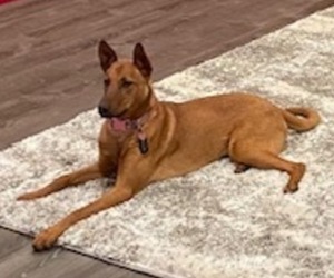 Belgian Malinois Puppy for sale in WOODBURN, OR, USA