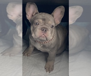 French Bulldog Puppy for Sale in JACKSON, Michigan USA