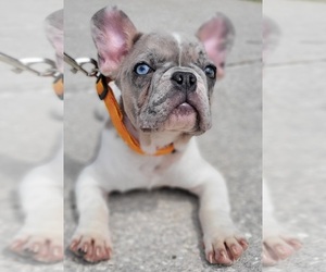 French Bulldog Puppy for sale in TAMPA, FL, USA