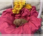 Small Photo #1 Golden Retriever Puppy For Sale in LEBANON, MO, USA