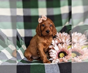 Irish Setter Puppy for sale in QUARRYVILLE, PA, USA