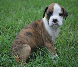 Boxer Puppy for sale in BEAR, DE, USA