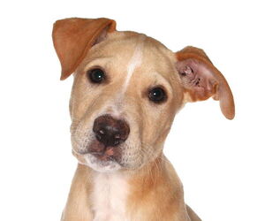 Labrador Retriever Dogs for adoption in Oakland Park, FL, USA