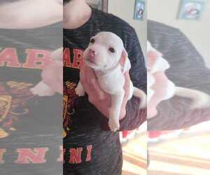 Jack Russell Terrier Puppy for sale in ARTHUR, ND, USA