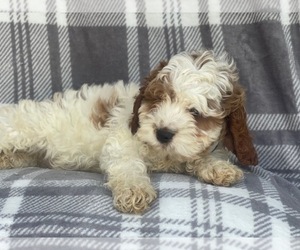 Cocker Spaniel-Poodle (Miniature) Mix Puppy for sale in LAKELAND, FL, USA