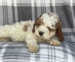 Small Photo #1 Cocker Spaniel-Poodle (Miniature) Mix Puppy For Sale in LAKELAND, FL, USA