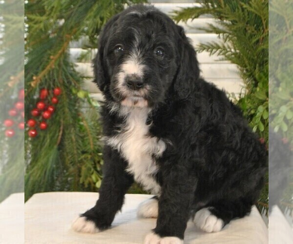 Medium Photo #1 Bernedoodle-Poodle (Standard) Mix Puppy For Sale in GREENCASTLE, PA, USA